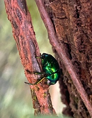 Eurhinus