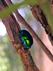 Eurhinus