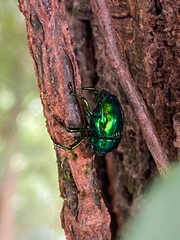 Eurhinus
