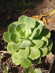 Aeonium canariense