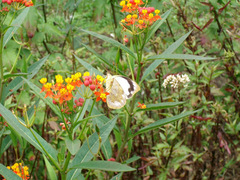 Appias indra aristoxemus