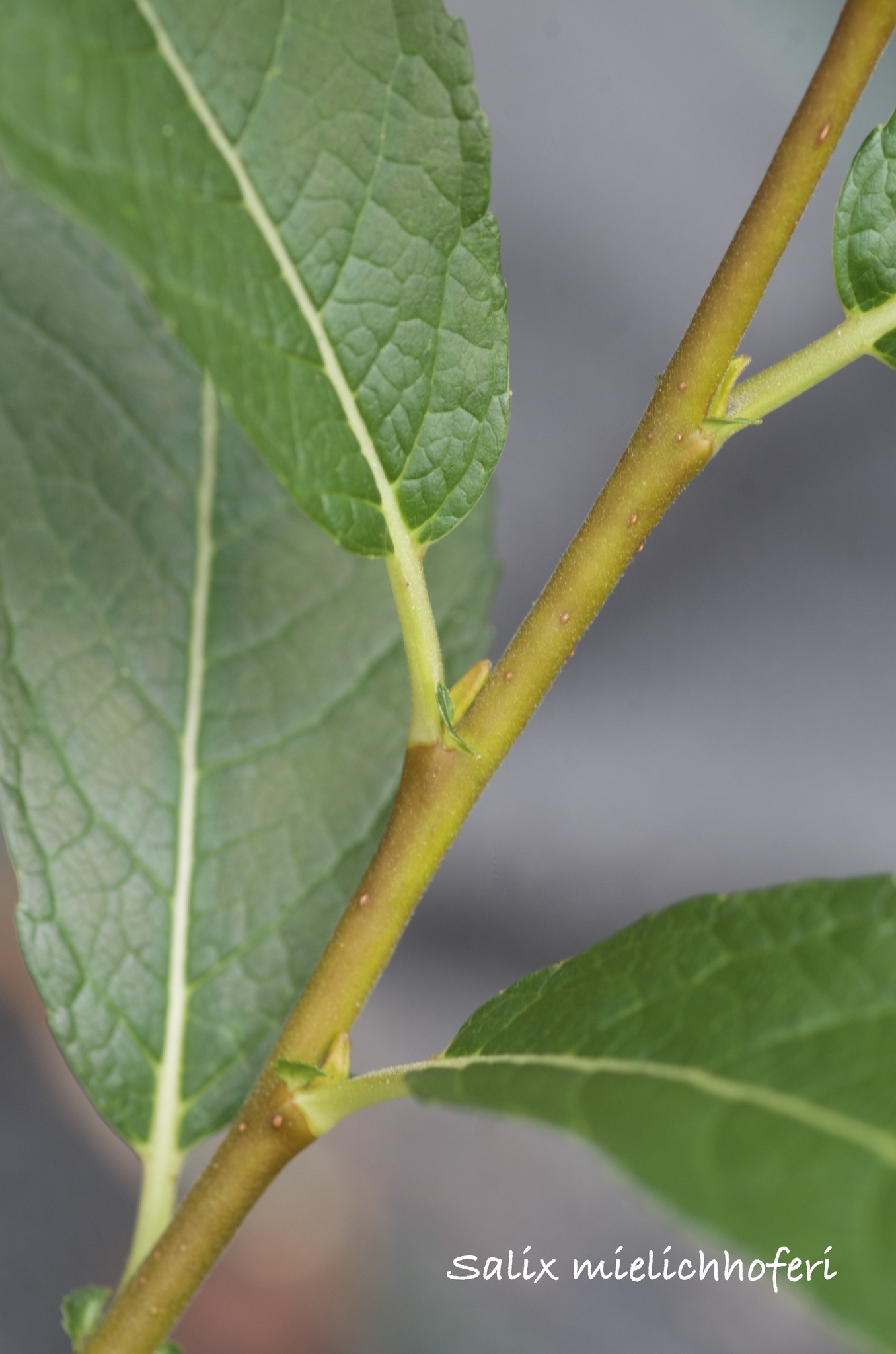 Salix mielichhoferi