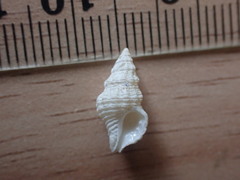 Lamellitrophon huttonii