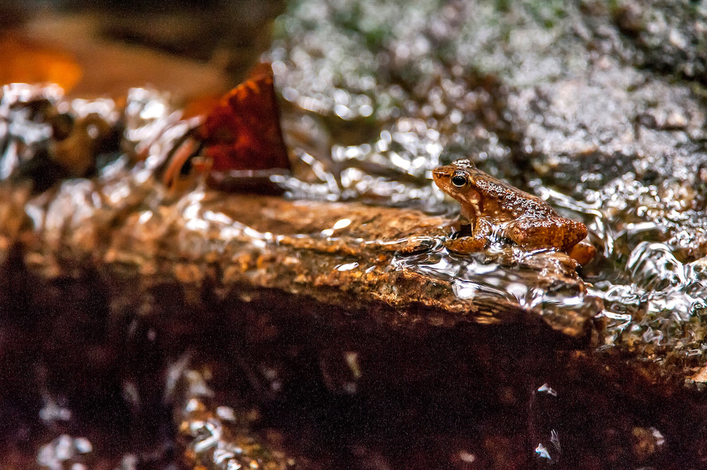 Spinythumb Frogs
