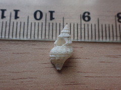 Lamellitrophon huttonii