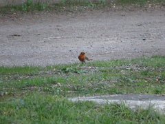 Erithacus rubecula
