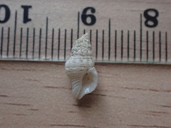 Lamellitrophon huttonii