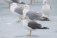 Larus fuscus