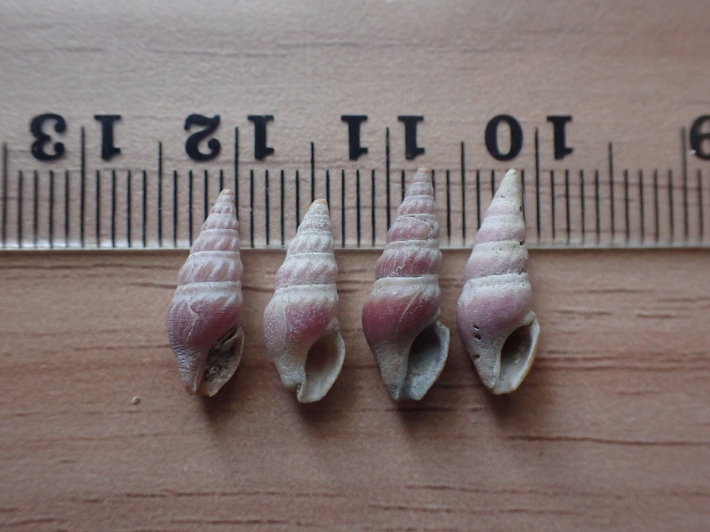Splendrillia larochei