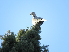 Streptopelia decaocto