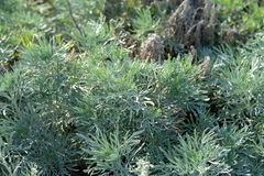 Artemisia arborescens