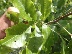 Heteromorpha arborescens abyssinica