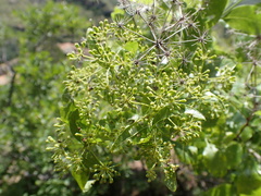Heteromorpha arborescens abyssinica