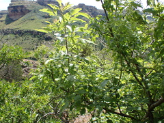 Heteromorpha arborescens abyssinica