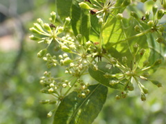 Heteromorpha arborescens abyssinica