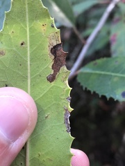 Stigmella heteromelis