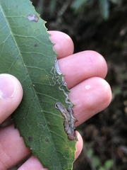 Stigmella heteromelis