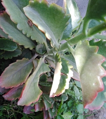 Kalanchoe
