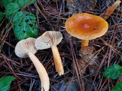 Lactarius substriatus