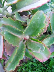 Kalanchoe