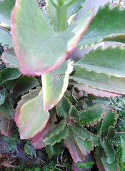 Kalanchoe