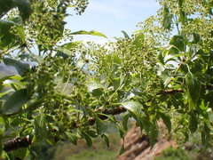 Heteromorpha arborescens abyssinica