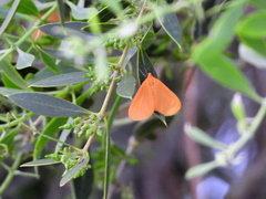 Eubaphe