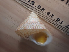Maurea pellucida