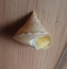 Maurea pellucida