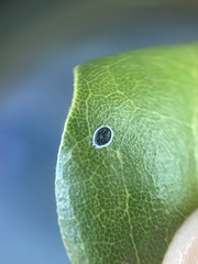 Tetraleurodes perileuca