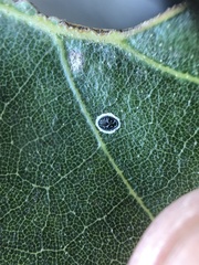 Tetraleurodes perileuca