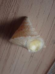 Maurea pellucida