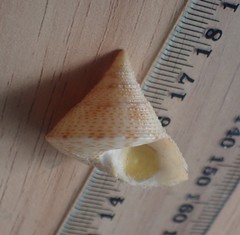 Maurea pellucida