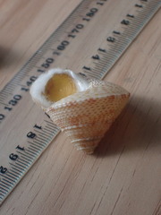 Maurea pellucida