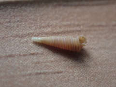 Seila