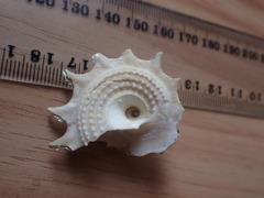 Astraea heliotropium