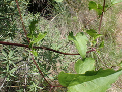 Clematis brachiata