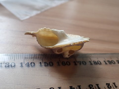 Astraea heliotropium