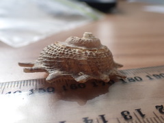 Astraea heliotropium