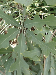 Cussonia paniculata