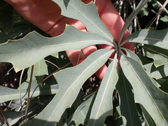 Cussonia paniculata