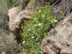 Delosperma lineare