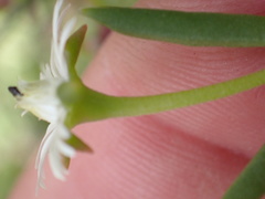 Delosperma lineare