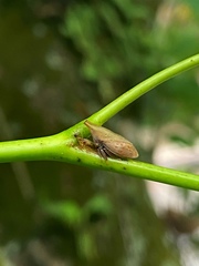 Enchenopa squamigera