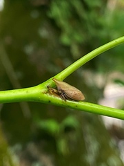 Enchenopa squamigera