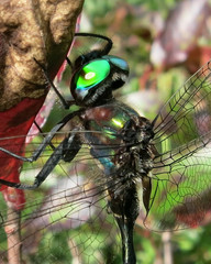 Somatochlora tenebrosa