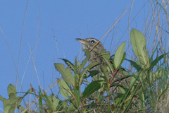 Anthus sylvanus