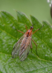 Empis stercorea