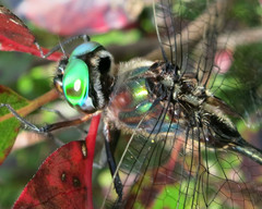 Somatochlora tenebrosa