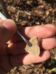 Nhambikuara cerradensis